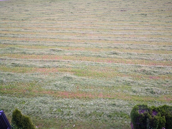 Frisch gemähtes Gras mit dem Kreisel -Mähwerk.